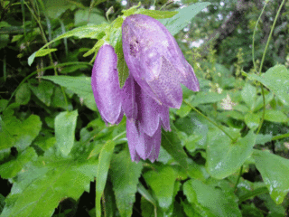 磐梯山の花その2
