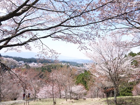 DSC02681