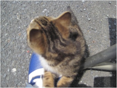 にゃんこ (2)