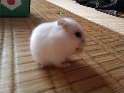 くるる (2)