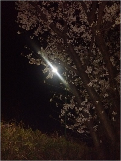 夜桜