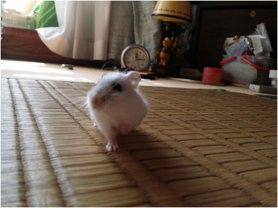 くるる (1)