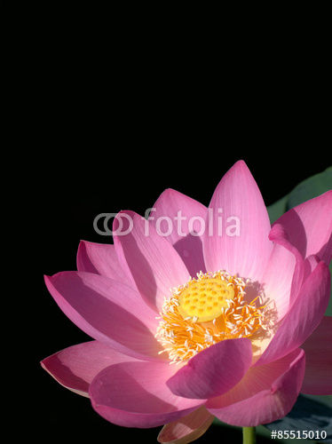 Fotolia 大賀ハス・タテ