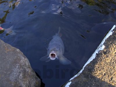 幕張美浜園の鯉
