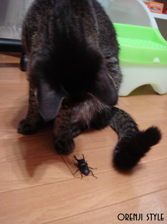 choko