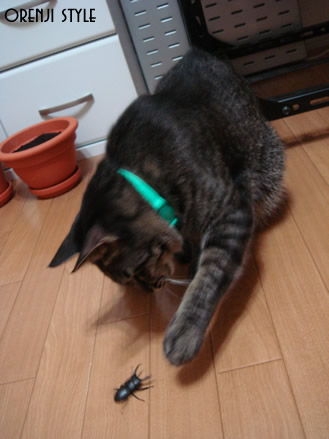 choko