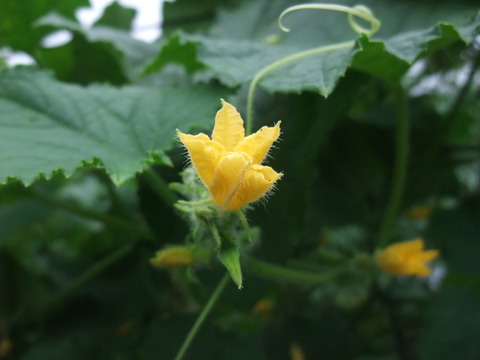 DSCF0079