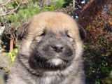 わしかなわんよ犬