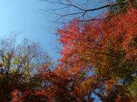 箱根紅葉