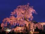 円山公園(夜)