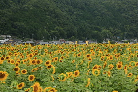 8M8A3074