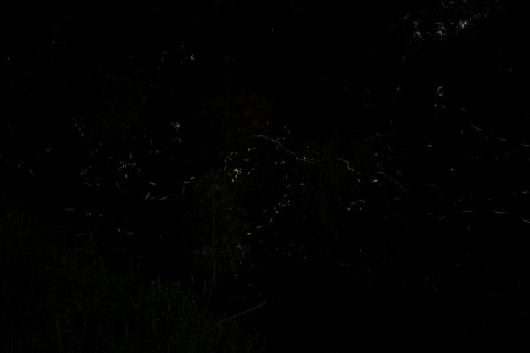 8M8A1181 - 2015-06-01 21-23-18