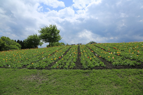 8M8A5646