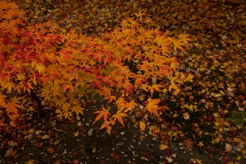 8M8A7823 - 2013-11-28 12-07-17