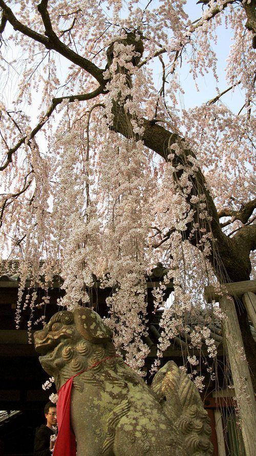 奈良公園 奈良公園
