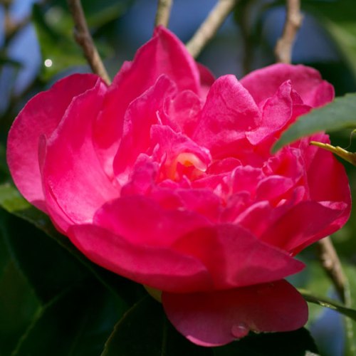 sazanka