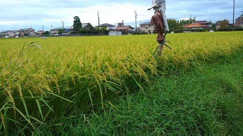 30年8月15日①