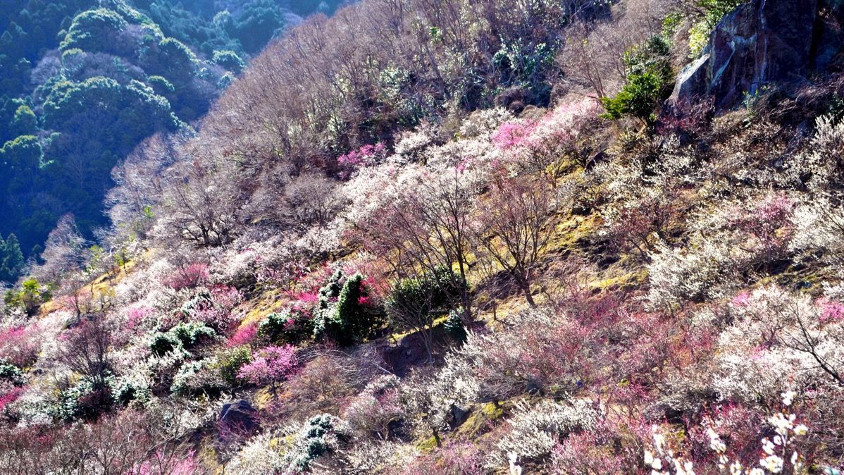 kanagawa_1.jpg Kanagawa 1