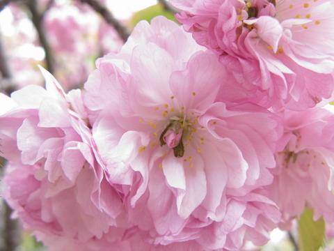 120sakura20140027