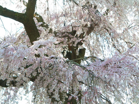 120kyoto1404020028