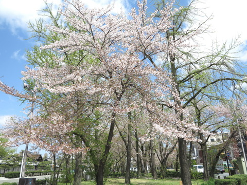 120kyoto1304080004