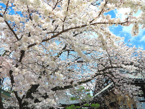 120kyoto1404020002