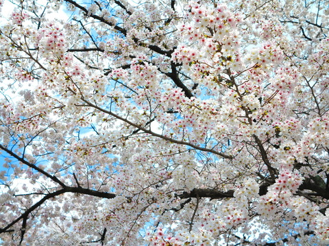 120kyoto1404020005