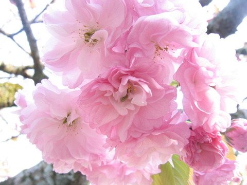 800kyoto0704150041