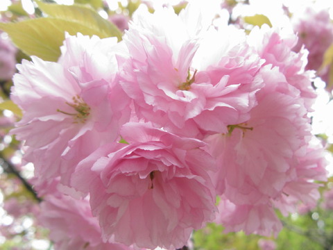 120sakura20140060