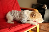 090325IMG_9340