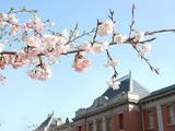 2007大寒桜 名古屋市・市政資料館