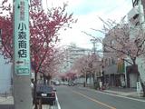 彼岸さくら