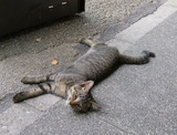 猫吉どの