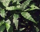 ヒメボタル