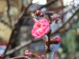 紅梅