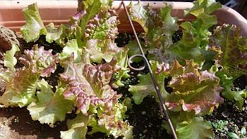 sunnyletuce