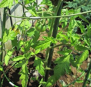 tomato2