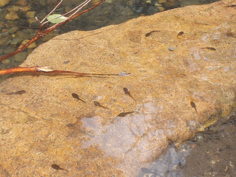 DSCN2446