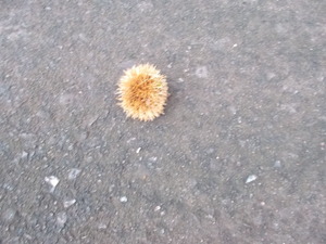 DSCN8827