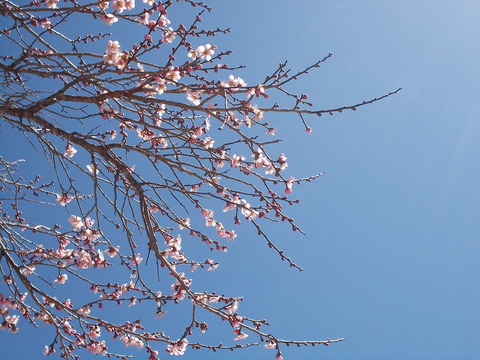 DSCN8652