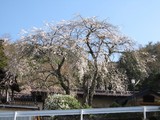 ほうせんじさくら