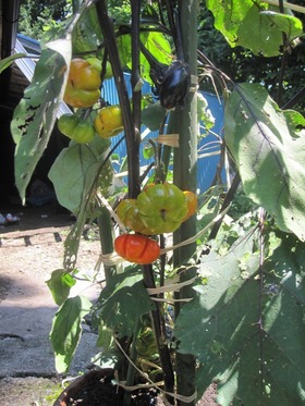 blog IMG_0164