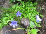 blogIMG_3750(イワキキョウ)