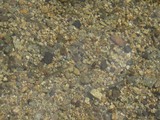 blogIMG_5237¡Ê¥µ¥«¥Ê¡Ë