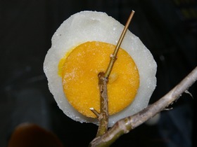 IMGP0627