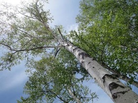 IMG_0234