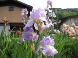 ブログ:ハナショウブ