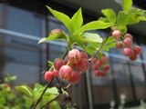 ブログ用:花