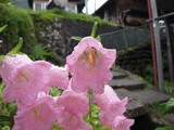 blogカンパニュラ