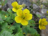 blogIMG_4010(ミヤマキンバイ)